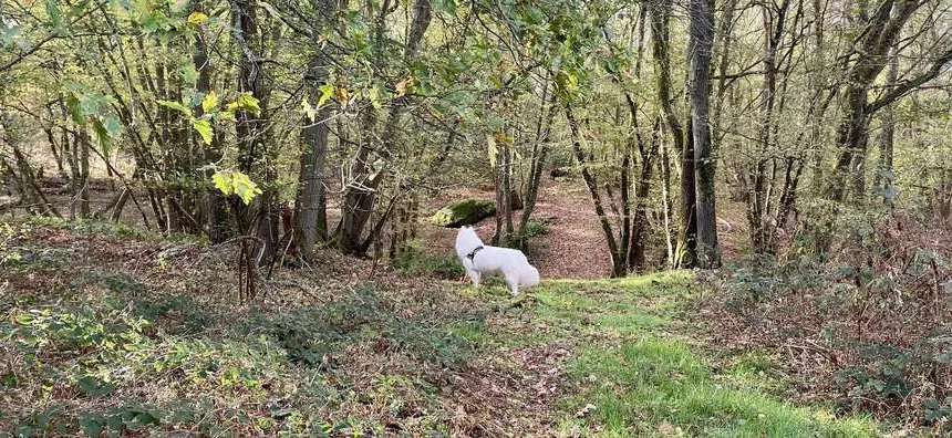 Randonnée encadrée dans la nature lors d'un stage de jeûne certifié